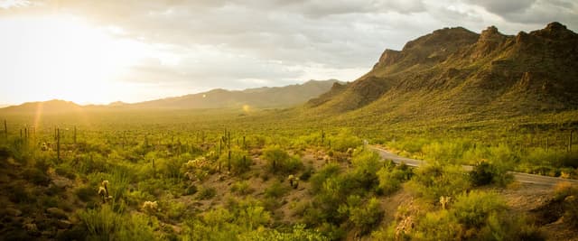 Saguaro cacti silhouetted against a blazing desert sunset, sun rays cutting through the cactus arms